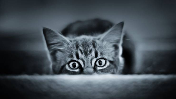 aliurofobia paura dei gatti