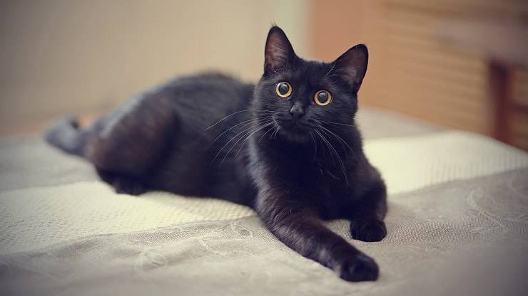 motivi adozione gatto nero scegliere gatto nero