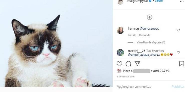 record gatti guinness primati la gatta più ricca del mondo