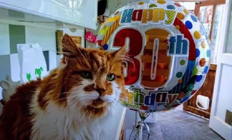 gatto più anziano del mondo record gatti guinness dei primati