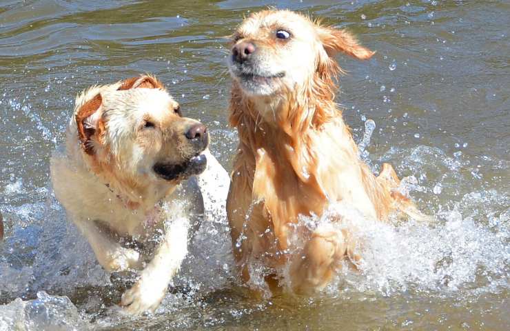 cani labrador e golden retriever giocano