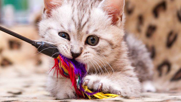 giochi per gattini e cuccioli di gatto