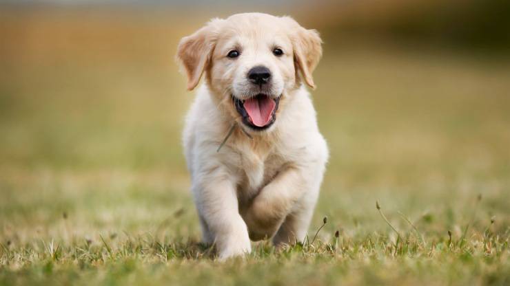 cucciolo di cane può avere omega 3 cucciolo omega 3 al cane