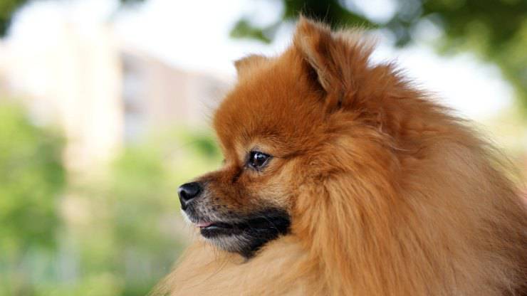 Cosa dare da mangiare al Volpino di Pomerania Cosa dare da mangiare al Volpino di Pomerania