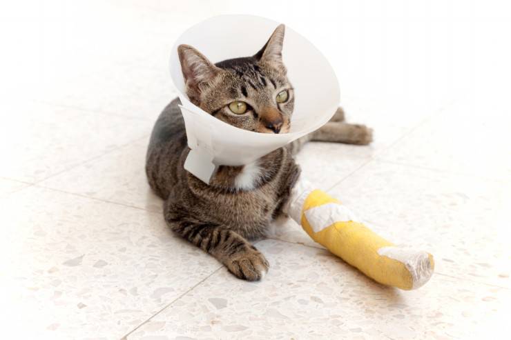 Il gatto si lecca le ferite Il gatto si lecca le ferite