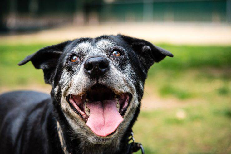 Il cane anziano respira male