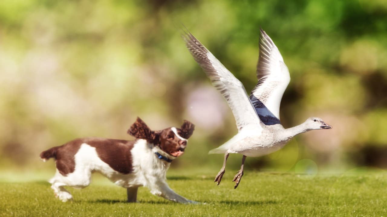 Perché il cane attacca gli uccelli? (Foto Adobe Stock)