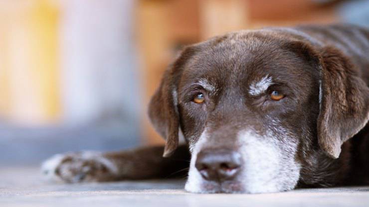 Il cane anziano respira male
