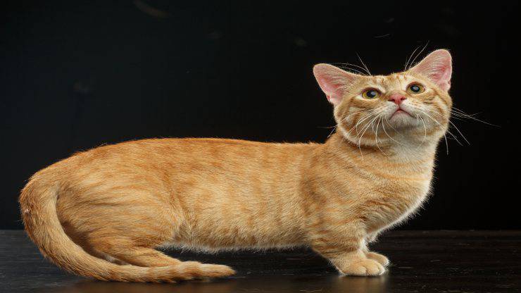 I gatti più piccoli del mondo I gatti più piccoli del mondo