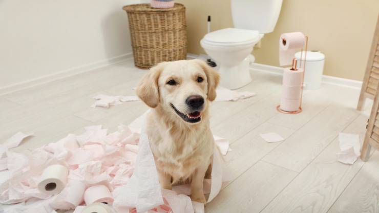 Il cane ha mangiato tampone assorbente Il cane ha mangiato tampone assorbente