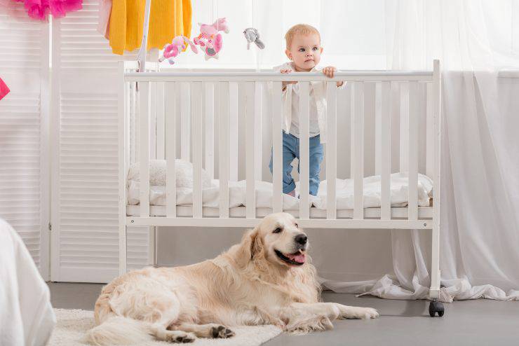 I cani proteggono i bambini I cani proteggono i bambini