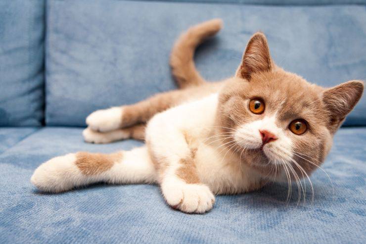 Lesioni alle orecchie del gatto
