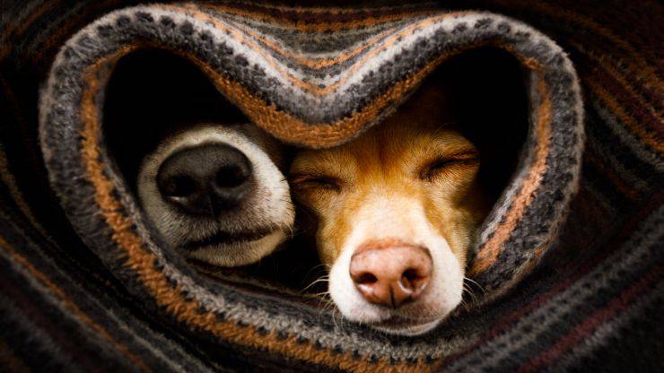 Accoppiamento dei cani Accoppiamento dei cani