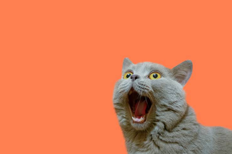 Lesioni alle orecchie del gatto