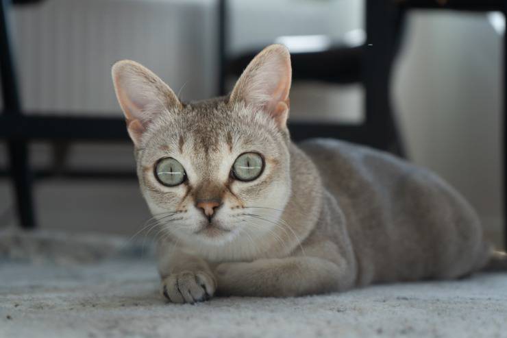 I gatti più piccoli del mondo I gatti più piccoli del mondo