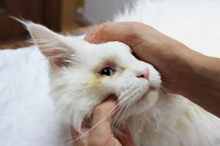 Il gatto ha ingoiato un ago