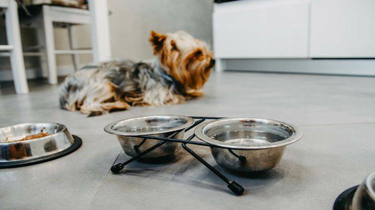 Il cane non mangia e non beve Il cane non mangia e non beve