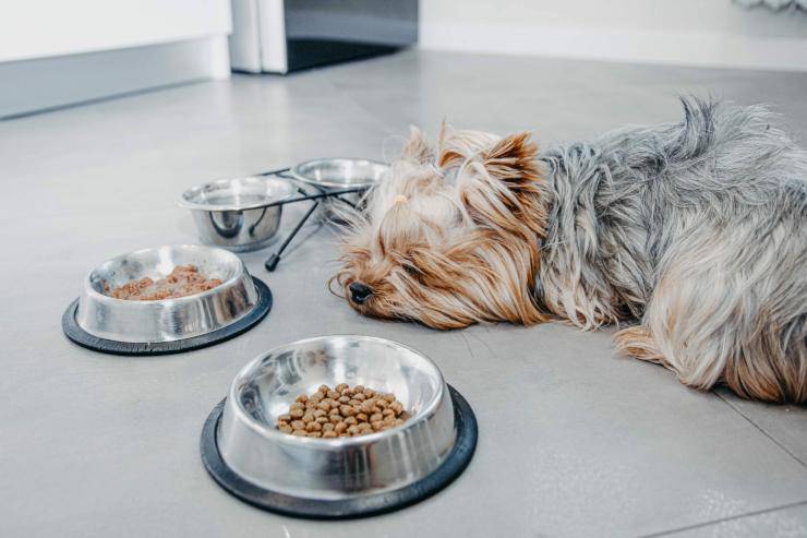 Il cane non mangia e non beve Il cane non mangia e non beve