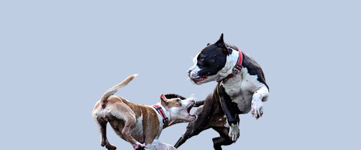 Far riconciliare due cani Far riconciliare due cani