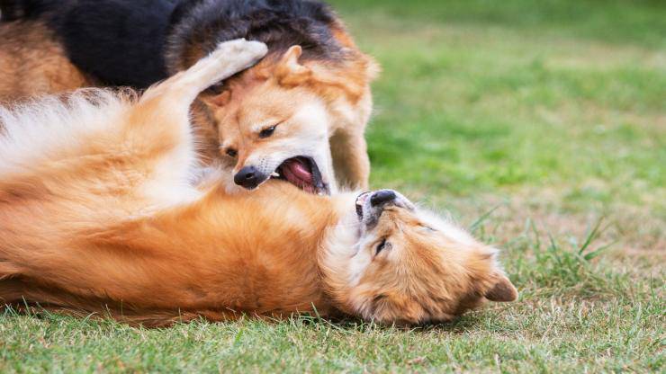 Far riconciliare due cani Far riconciliare due cani