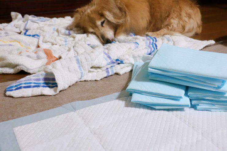 Il cane ha mangiato tampone assorbente Il cane ha mangiato tampone assorbente