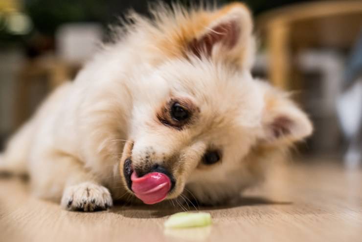 Cosa dare da mangiare al Volpino di Pomerania Cosa dare da mangiare al Volpino di Pomerania