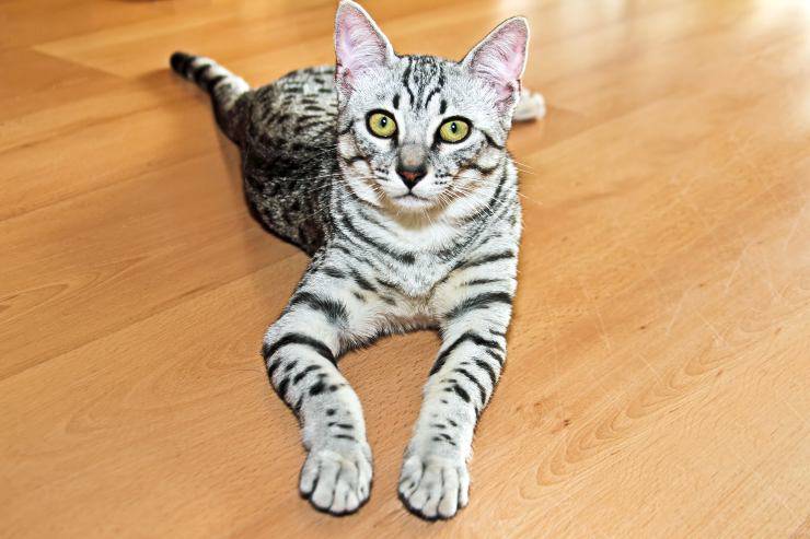 Razze di gatti egiziani