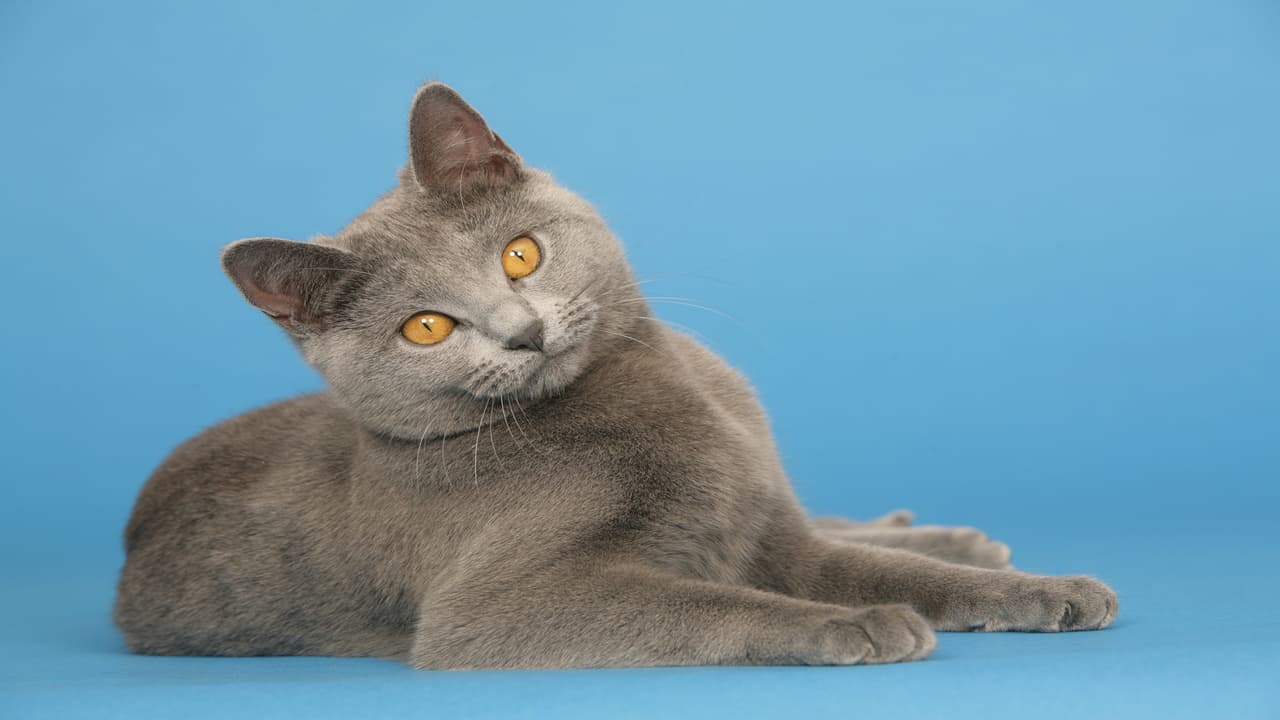 Adottare un Certosino (Foto Adobe Stock)