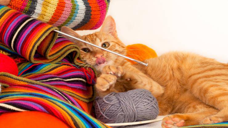 Il gatto ha ingoiato un ago