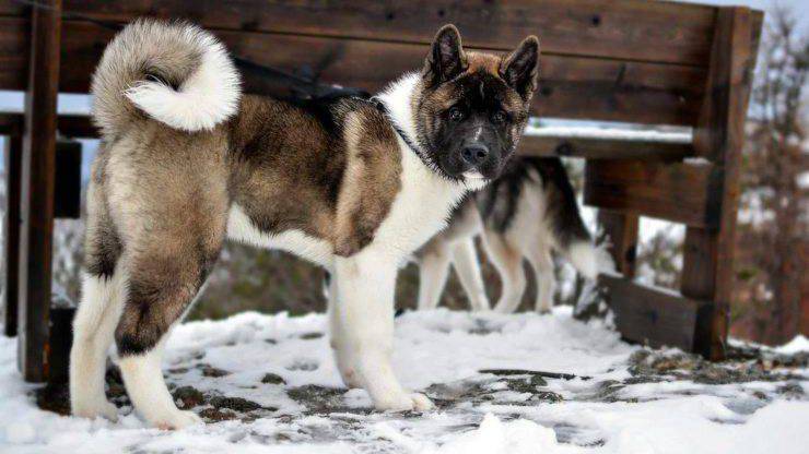 Akita americano adulto