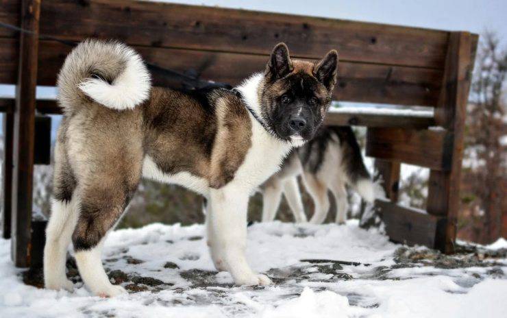 Akita americano adulto