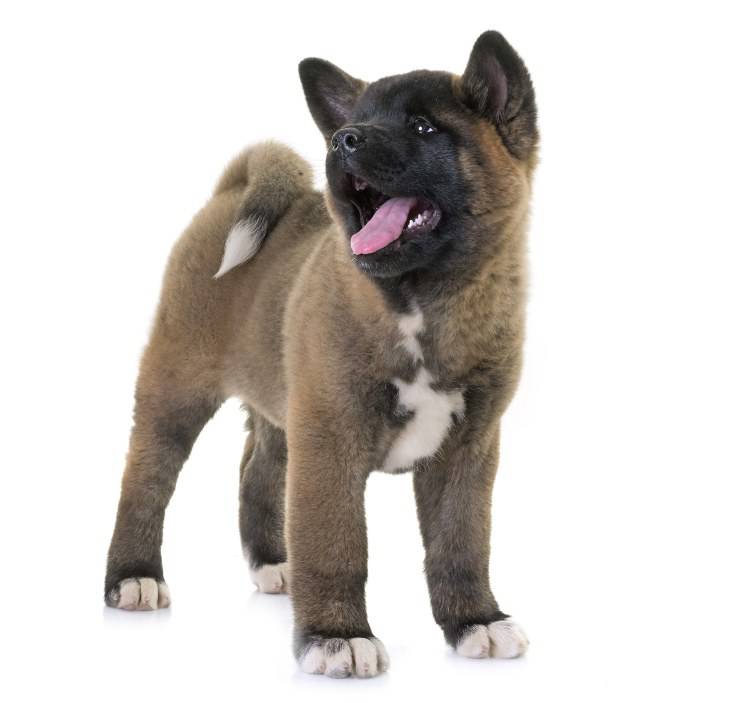 Akita americano cucciolo 