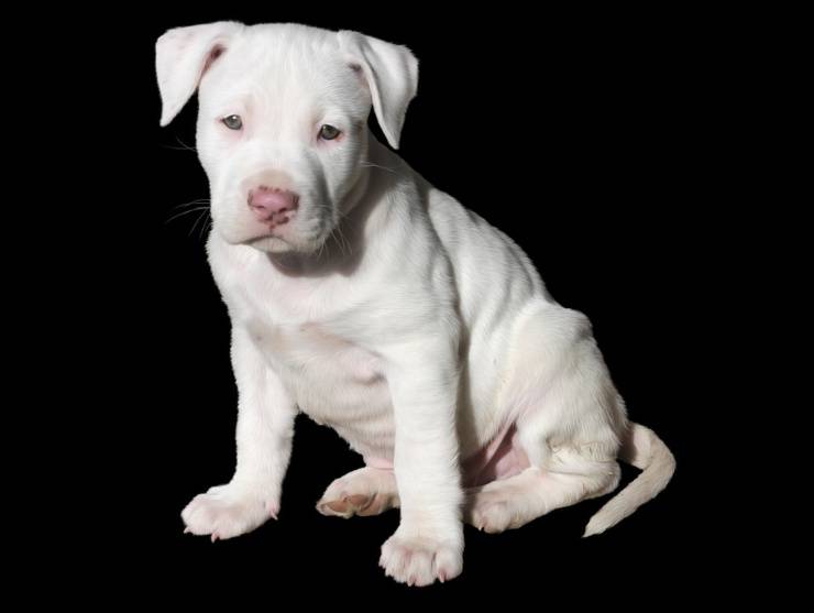 American staffordshire terrier cucciolo