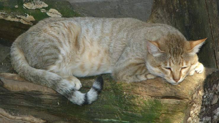 Gatto selvatico africano Gatto selvatico africano