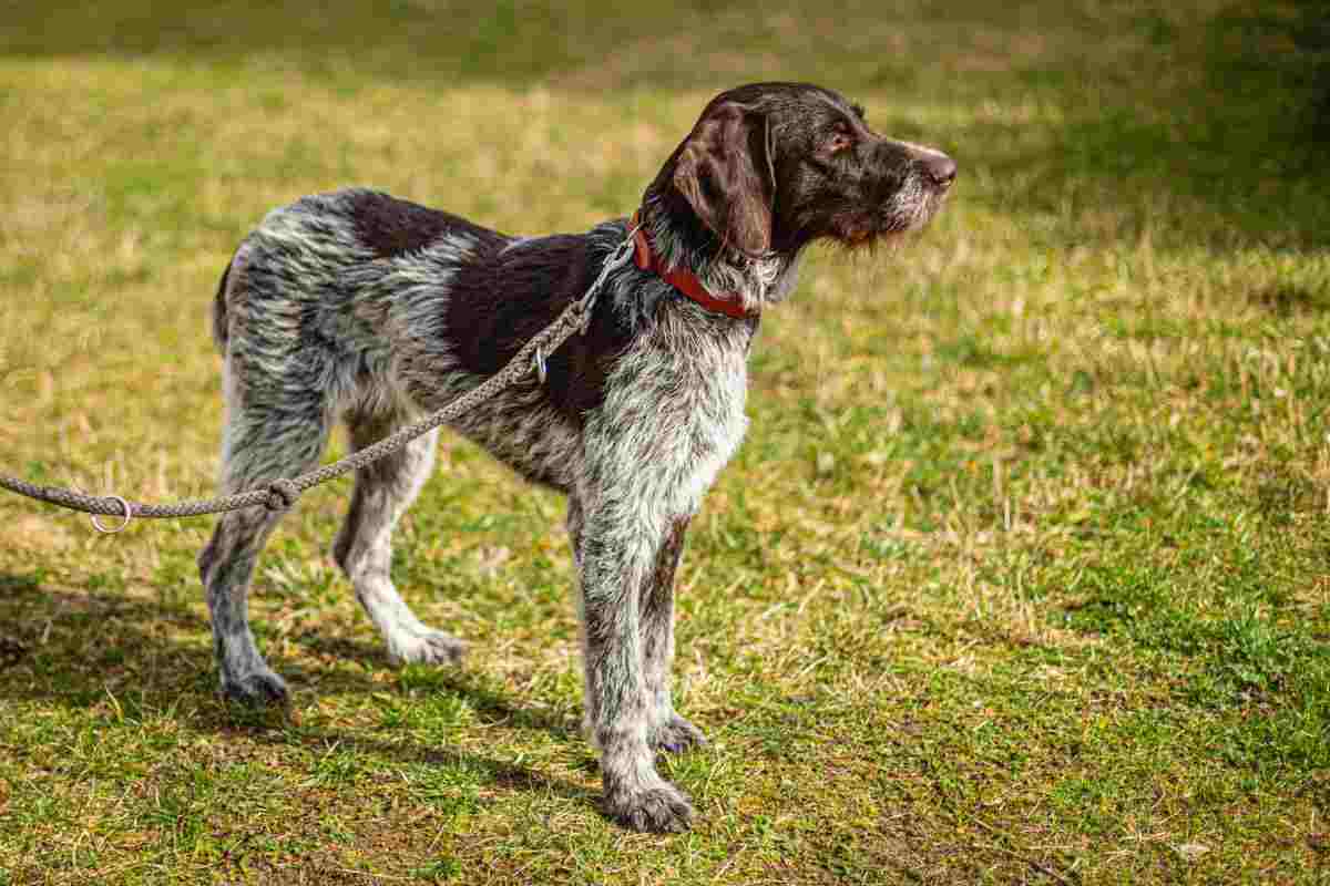 German Wirehaired Pointer