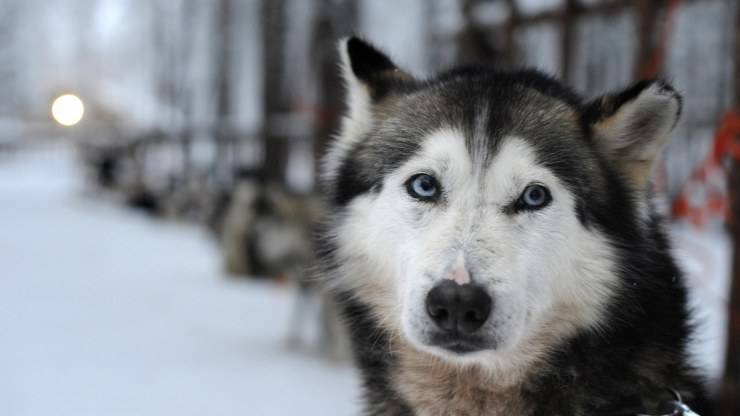 siberian husky truffa