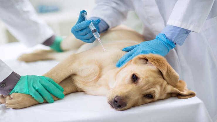 chemioterapia cane