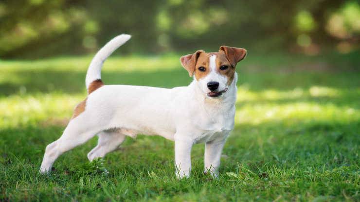 Jack Russell Terrier jack russell