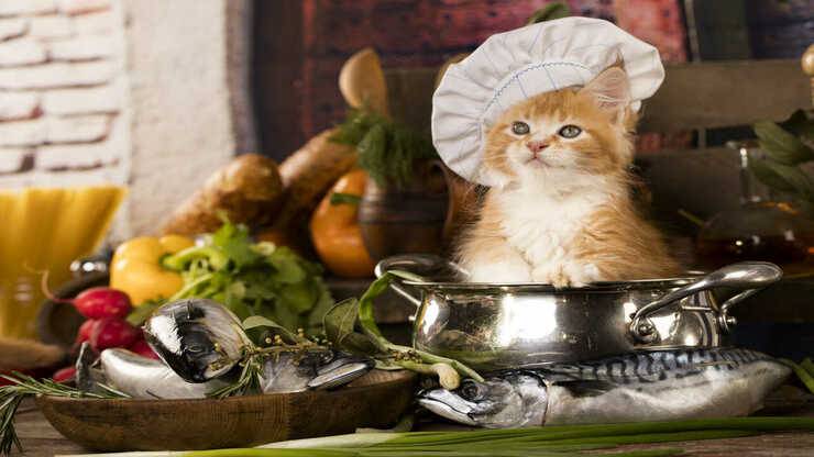 gatto con cappello da cuoco ricette gatti zuppe