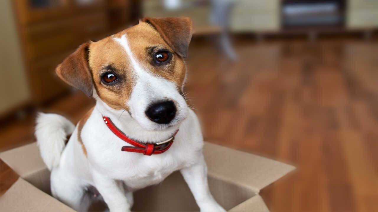 jack russell in una scatola curiosità jack russell