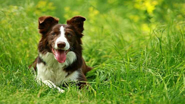 Localizzatori GPS cani