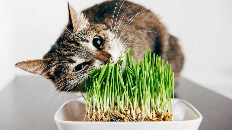 il gatto può avere dipendenze