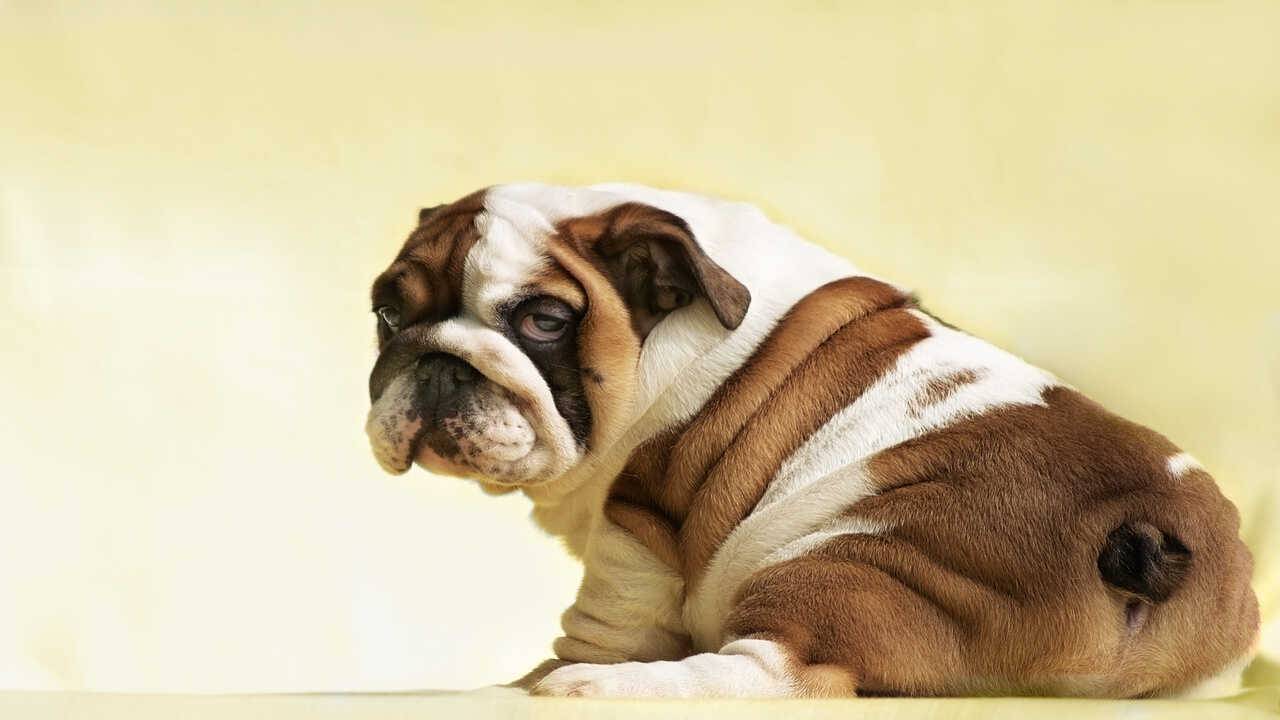 bulldog coda corta razze cani coda corta