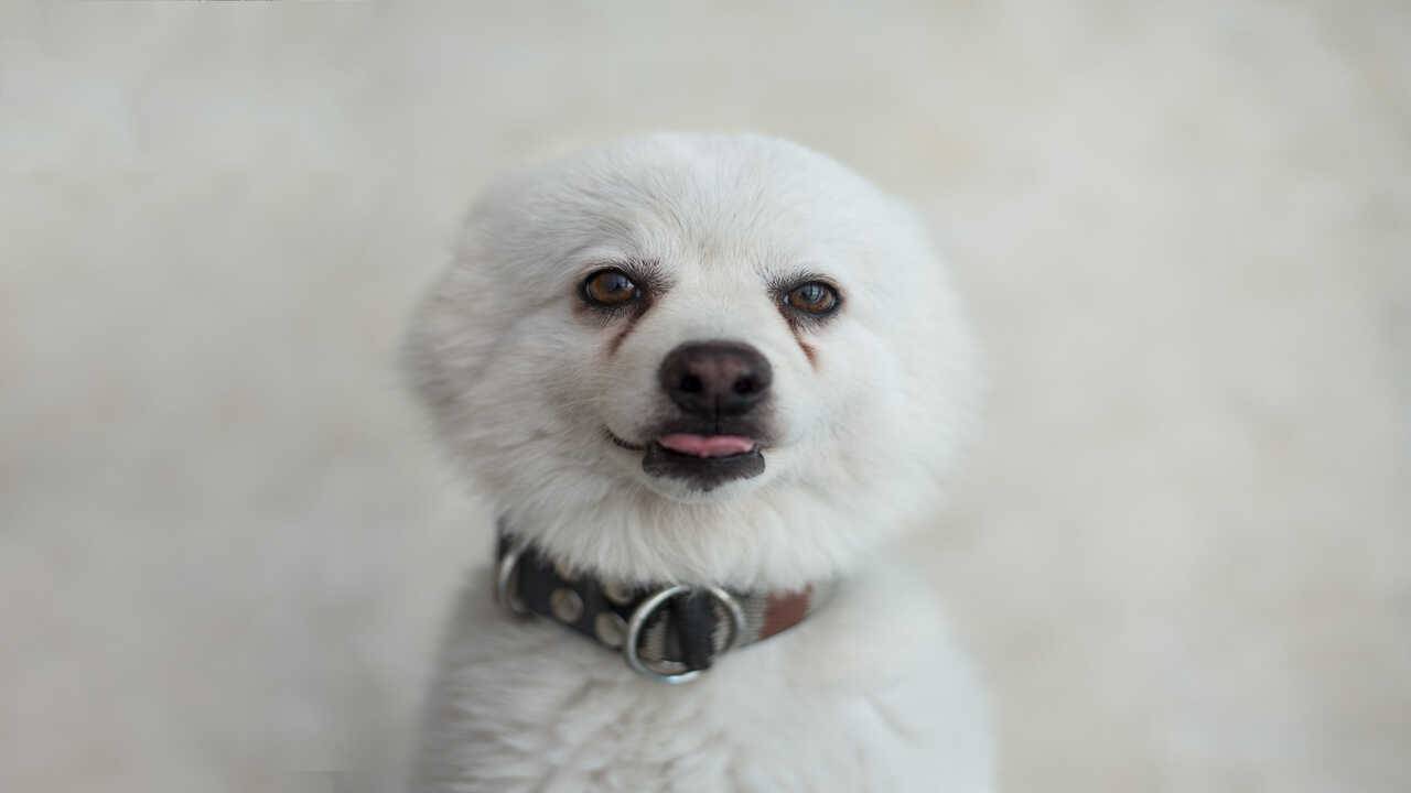 macchie intorno agli occhi del cane epifora cane