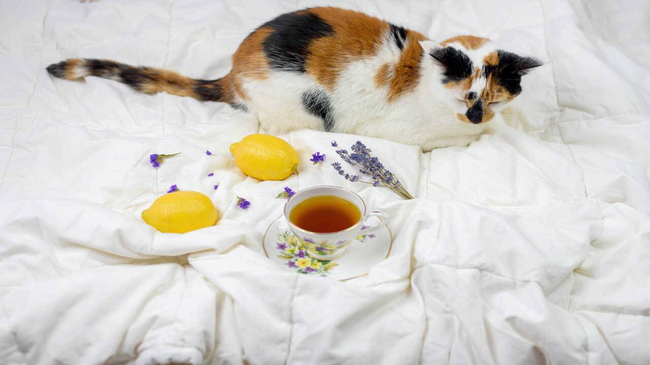tisane per gatto