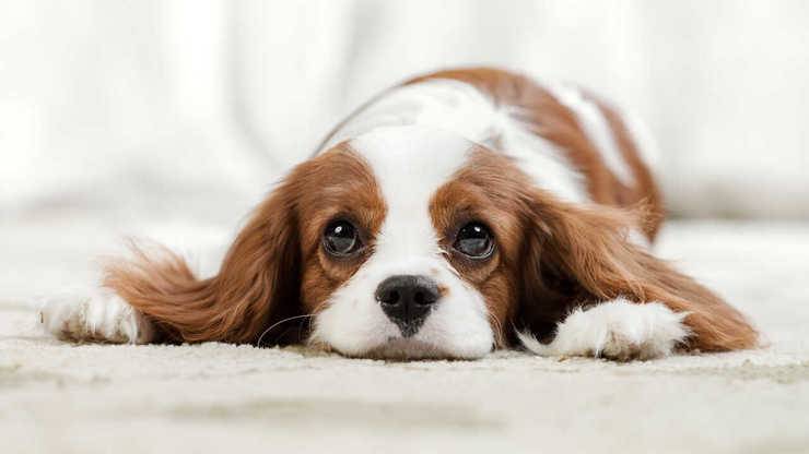 cane triste rene policistico cane
