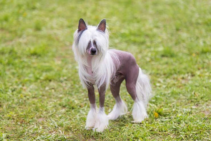 cane crestato cinese