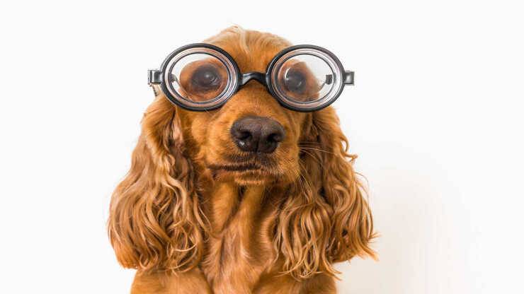 come capire cane non vede