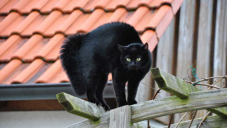 gatto nero spaventato che inarca la schiena perché gatto inarca schiena