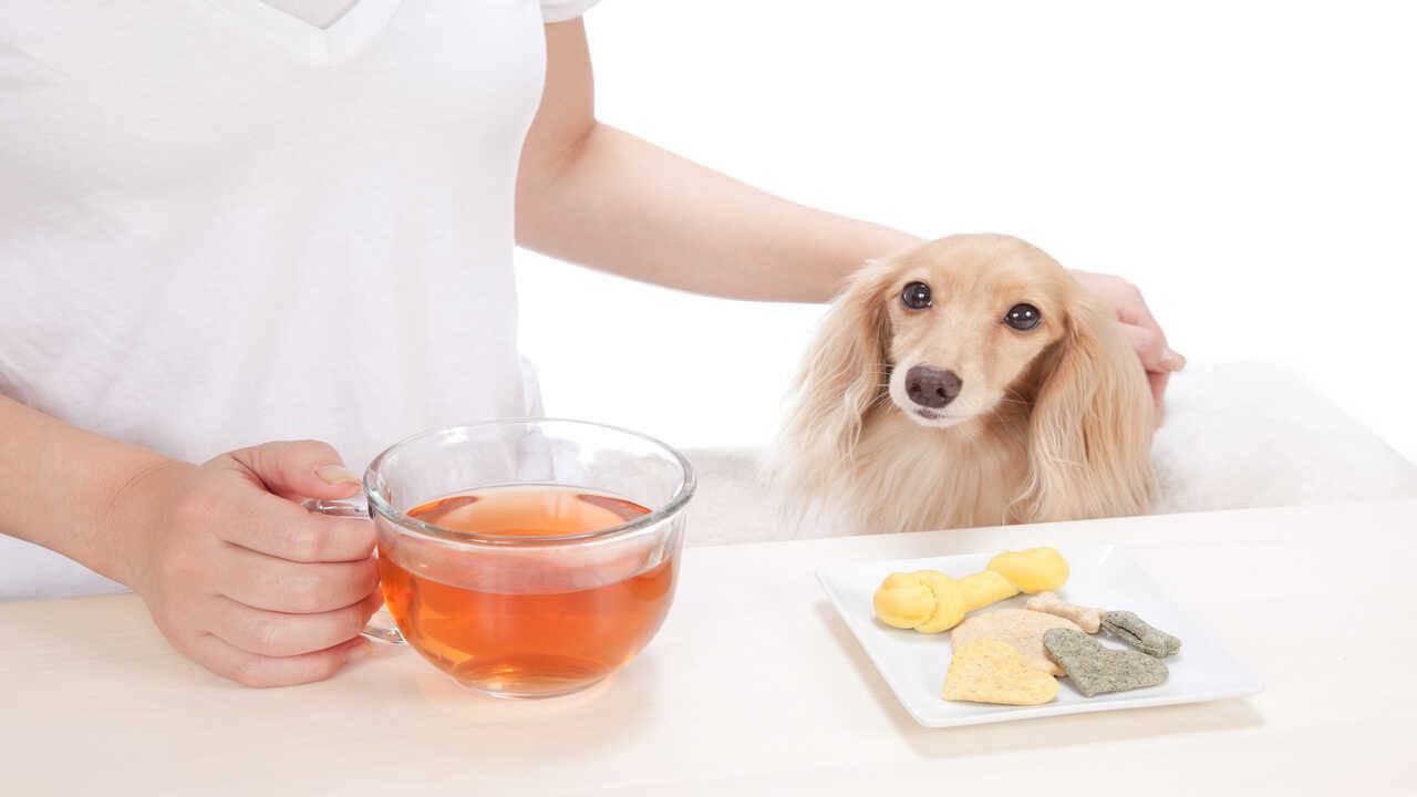 cane tazza tisana tisane per cani